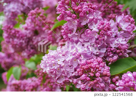 Blooming purple lilac flowers close up, macro background, spring wallpaper 122541568