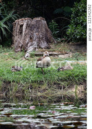 Alopochen aegyptiaca in natural habitat. African bird, invasive animal Alopochen aegyptiaca in natural habitat. African bird, invasive animal 122542262