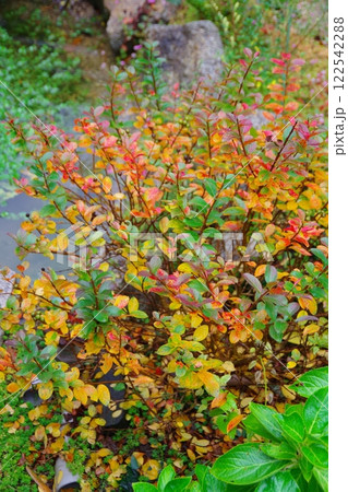 矮性サルスベリの紅葉 矮性サルスベリの紅葉 122542288
