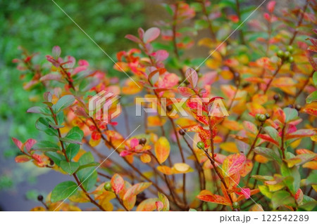 矮性サルスベリの紅葉 122542289