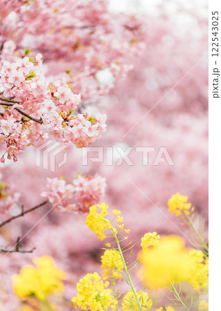 《松田山》満開の河津桜・菜の花畑 122543025