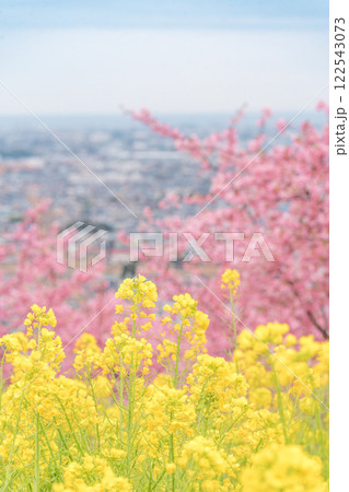 《松田山》満開の河津桜・菜の花畑・見下ろす街並み 《松田山》満開の河津桜・菜の花畑・見下ろす街並み 122543073