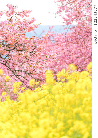 《松田山》満開の河津桜・菜の花畑 《松田山》満開の河津桜・菜の花畑 122543077
