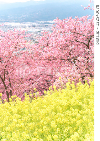 《松田山》満開の河津桜・菜の花畑・見下ろす街並み 122543078