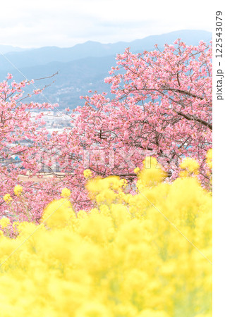 《松田山》満開の河津桜・菜の花畑・見下ろす街並み 122543079