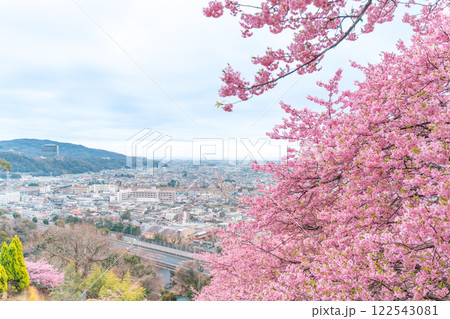 《松田山》満開の河津桜・見下ろす街並み 122543081