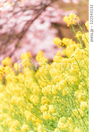《松田山》満開の河津桜・菜の花畑 《松田山》満開の河津桜・菜の花畑 122543132