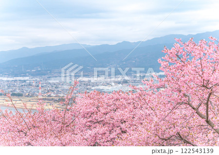 《松田山》満開の河津桜・見下ろす街並み 《松田山》満開の河津桜・見下ろす街並み 122543139
