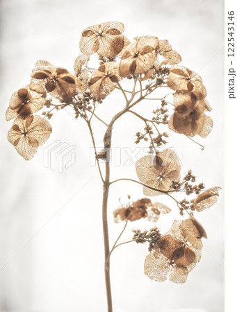 枯れ紫陽花 枯れ紫陽花 122543146