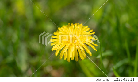 macro photo of summer dandelion flower. summer dandelion flower. 122543511