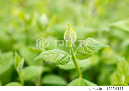 selective focus photo of spring green leaves, young growth. spring green leaves. selective focus photo of spring green leaves, young growth. spring green leaves. 122543514