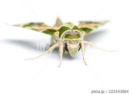 Green Oleander butterfly Daphnis nerii or Army Green Moth isolated on white background Green Oleander butterfly Daphnis nerii or Army Green Moth isolated on white background 122543664