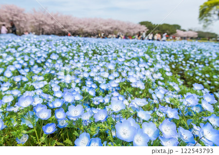 Nemophila and blur sakura tree, Uminonakamichi Park, Fukuoka 122543793