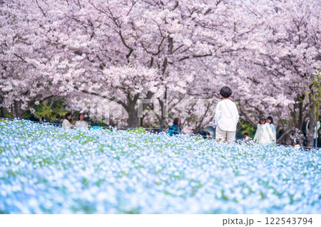 Boy enjoy cherry tree and Nemophila, Uminonakamichi park, Fukuoka 122543794