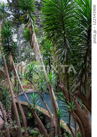 Greenery in a Botanical garden, Monte, Funchal, Madeira 122543906