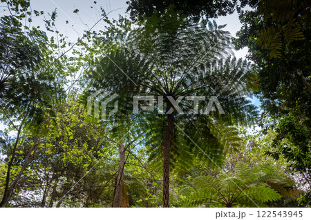 Greenery in a Botanical garden, Monte, Funchal, Madeira 122543945