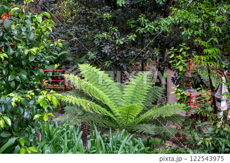 Large fern in a park, Madeira, Portugal Large fern in a park, Madeira, Portugal 122543975