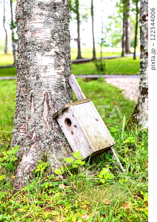 An old wooden birdhouse lies on the ground near a birch tree 122544006