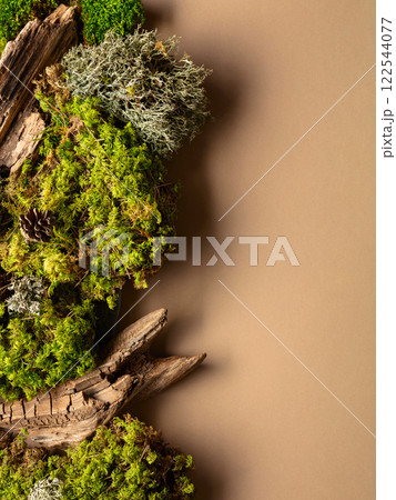 Abstract north nature scene with a composition of lichen, moss, and old snags on a beige background. 122544077