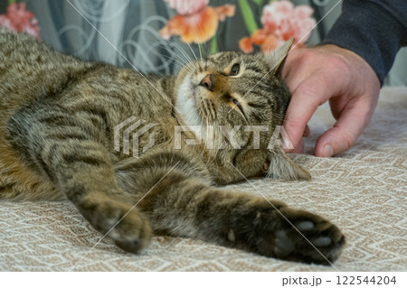 A man's hand strokes a gray cat sleeping on a brown sofa A man's hand strokes a gray cat sleeping on a brown sofa 122544204