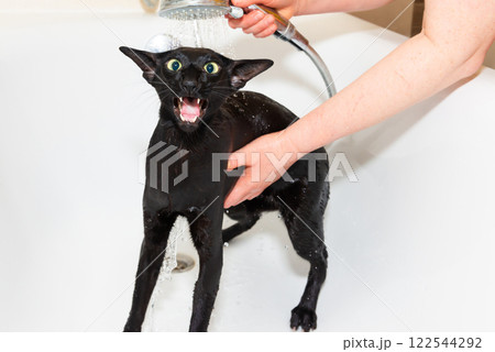 Black oriental cat taking bath Black oriental cat taking bath 122544292