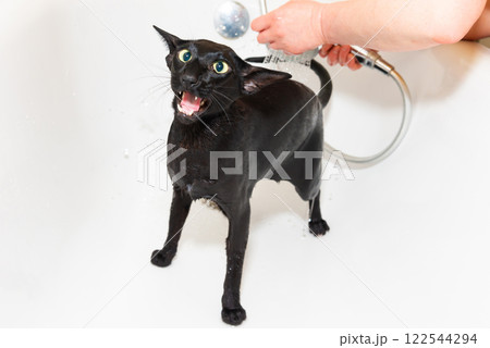 Black oriental cat taking bath Black oriental cat taking bath 122544294