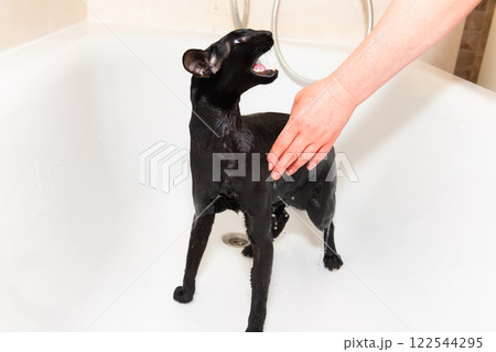 Black oriental cat taking bath Black oriental cat taking bath 122544295