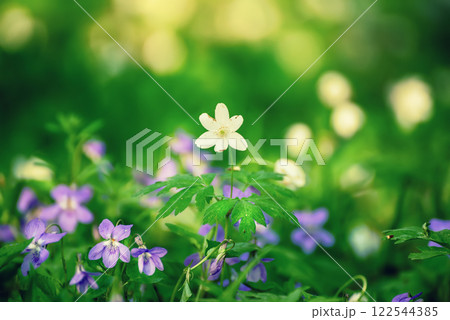 Viola reichenbachiana and white anemone. Common Violet. Small purple flowers in forest at spring 122544385