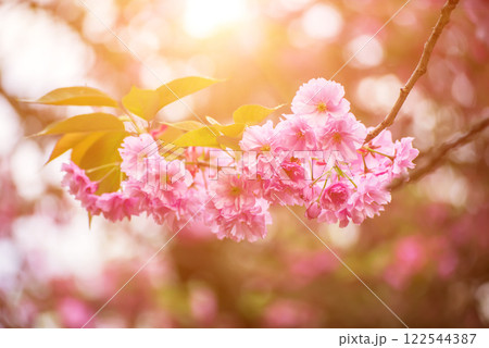 Sakura flowers blooming, spring seasonal Easter background 122544387