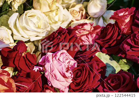 Red roses garden Red roses garden 122544415
