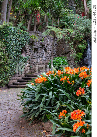 Clivia blooming in a park, Madeira, Portugal 122544529