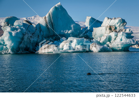 Seal swimming in Jokulsarlon glacial lake with loose iceberg segments on the island of Iceland Seal swimming in Jokulsarlon glacial lake with loose iceberg segments on the island of Iceland 122544633
