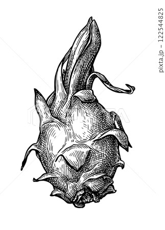 Dragon fruit ink sketch. Dragon fruit ink sketch. 122544825