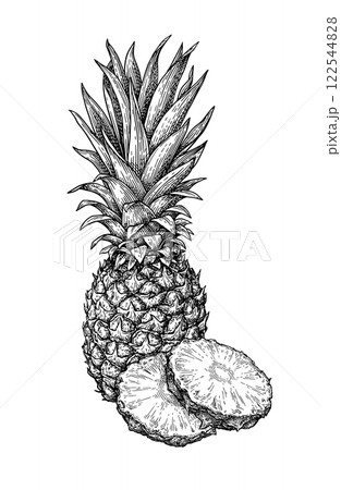 Pineapple ink sketch 122544828