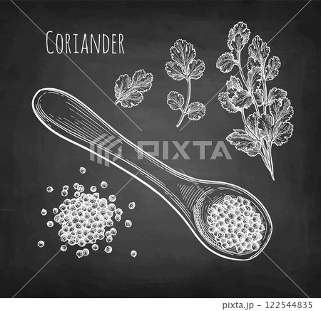 Coriander and cilantro chalk sketch 122544835