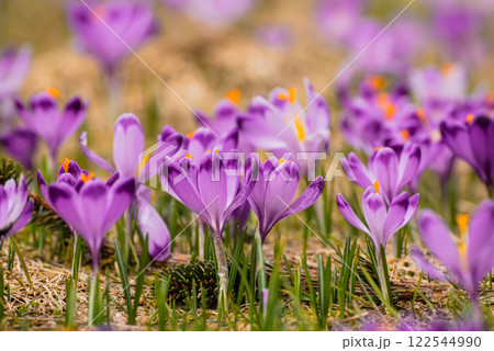 Spring crocus flowers, Easter background Spring crocus flowers, Easter background 122544990