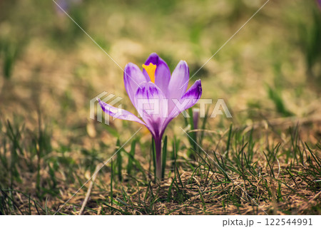 Spring crocus flower. Seasonal Easter background. Spring crocus flower. Seasonal Easter background. 122544991