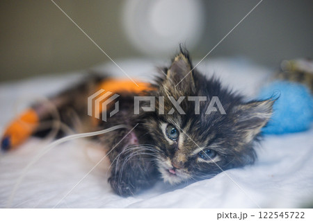 A cute sick kitten looks at the camera while in a clinic. The little kitten is resting in a veterinary hospital, receiving medication through an intravenous catheter, showing signs of vulnerability. 122545722
