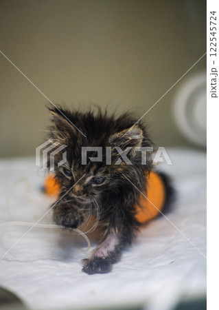 Vertically. Veterinarian providing care for a sick kitten receiving intravenous treatment in a veterinary clinic, focusing on compassion and medical expertise to ensure recovery and wellness. 122545724