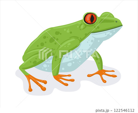 Cartoon tropical frog. Exotic rainforest amphibian animal, green exotic frog flat vector illustration. Cute frog on white background Cartoon tropical frog. Exotic rainforest amphibian animal, green exotic frog flat vector illustration. Cute frog on white background 122546112