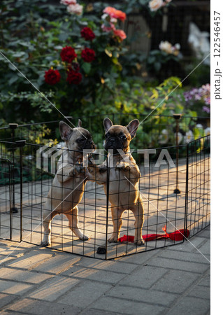 French bulldog puppies playfully explore their outdoor pen  122546457
