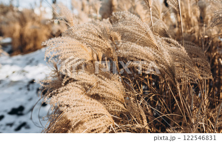 Abstract natural background of soft plants Cortaderia selloana. Frosted pampas grass on a blurry bokeh, Dry reeds boho style. Patterns on the first ice. Fluffy stems of tall grass under snow in winter Abstract natural background of soft plants Cortaderia selloana. Frosted pampas grass on a blurry bokeh, Dry reeds boho style. Patterns on the first ice. Fluffy stems of tall grass under snow in winter 122546831