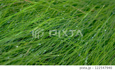 The grass is wet and green, with droplets of water on the blades. The grass is lush and vibrant, with a fresh, dewy appearance. The grass is wet and green, with droplets of water on the blades. The grass is lush and vibrant, with a fresh, dewy appearance. 122547940