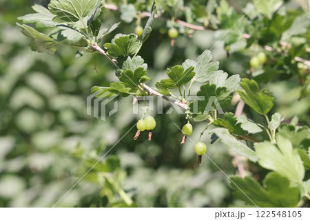 horizontal branch covered with gooseberry berries with openwork leaves background fruit. 122548105