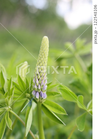 A selective focus shot of a lupine bud on a green background. 122548106