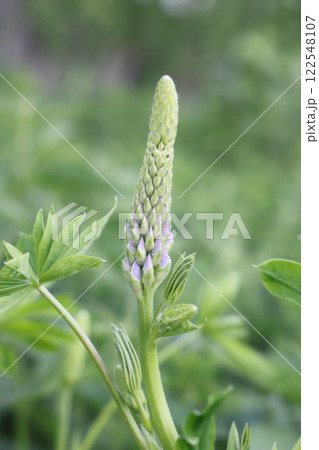 A selective focus shot of a lupine bud on a green background. 122548107