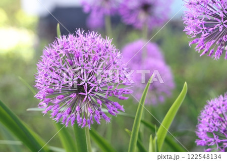 Purple lilac hats of flowering garden onions, flowering of green plants 122548134