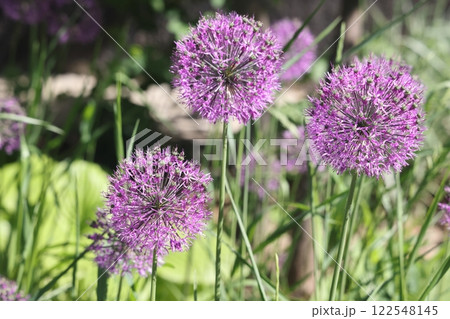 Purple lilac hats of flowering garden onions, flowering of green plants of green onions, Purple lilac hats of flowering garden onions, flowering of green plants of green onions, 122548145