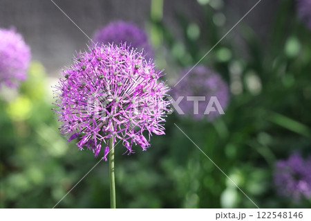 Purple lilac hats of flowering garden onions, flowering of green plants of green onions, Purple lilac hats of flowering garden onions, flowering of green plants of green onions, 122548146