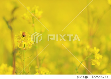 菜の花畑で蜜を集めるミツバチ 122548743